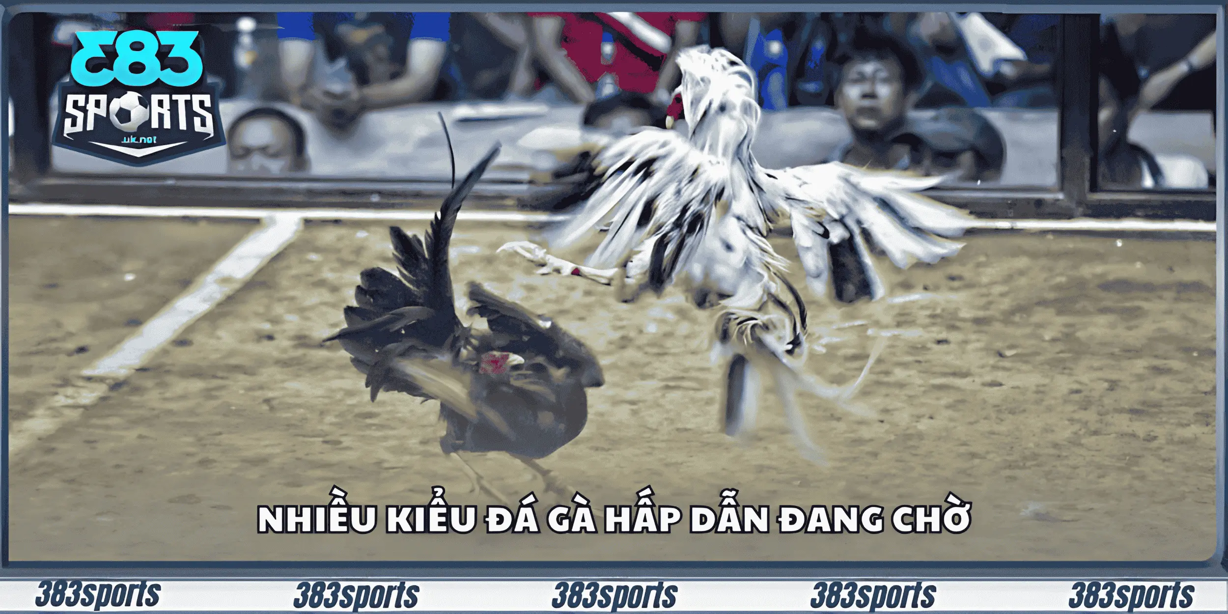 Nhiều kiểu đá gà hấp dẫn đang chờ
