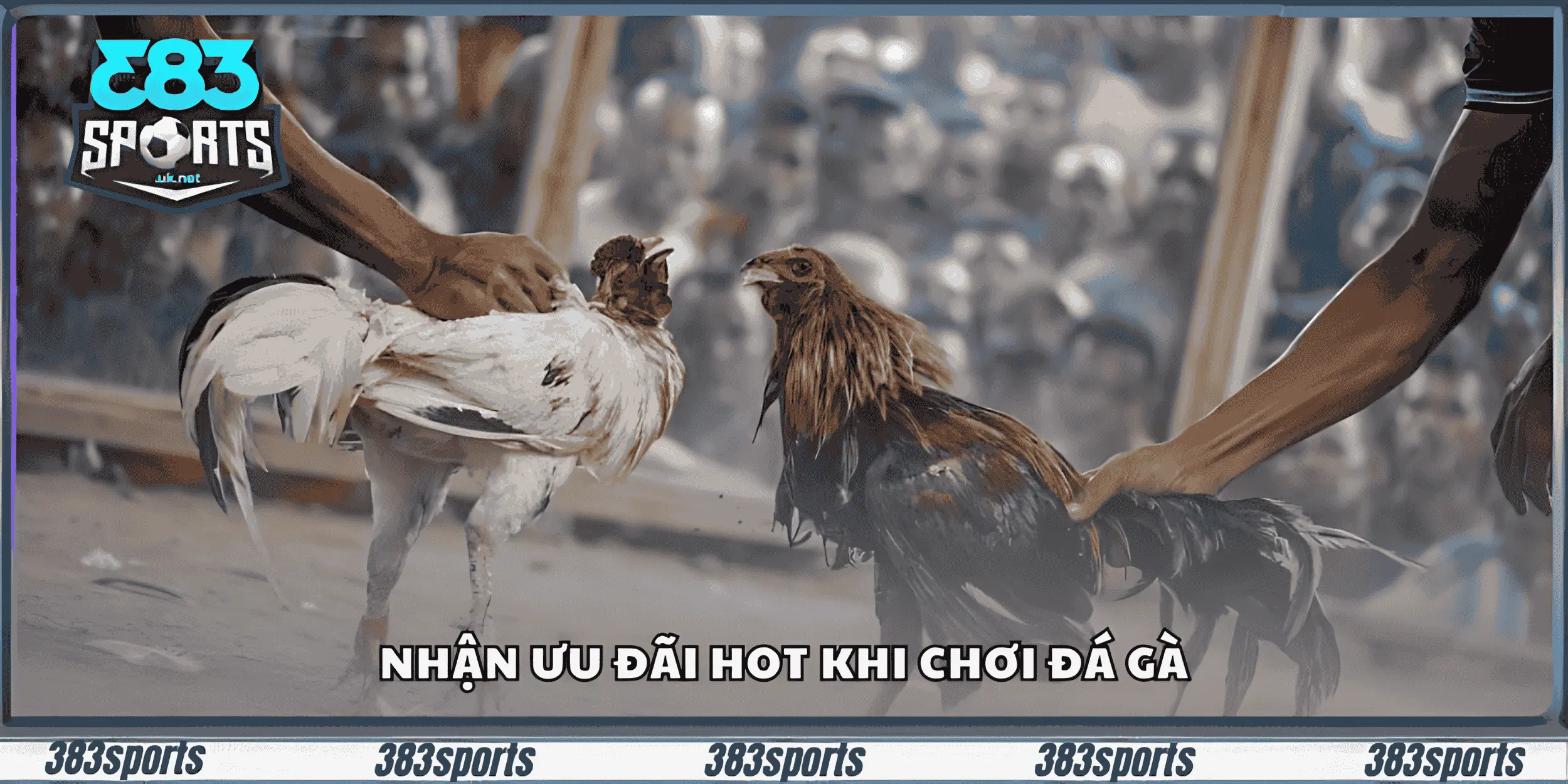 Nhận ưu đãi hot khi chơi đá gà