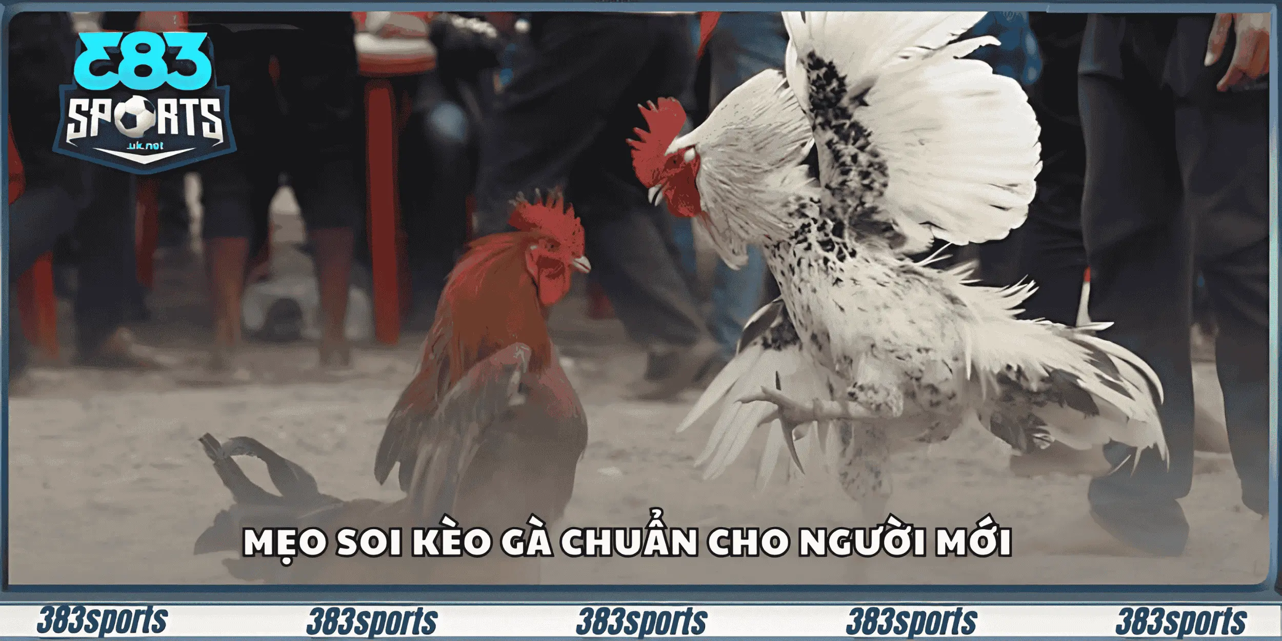 Mẹo soi kèo gà chuẩn cho người mới