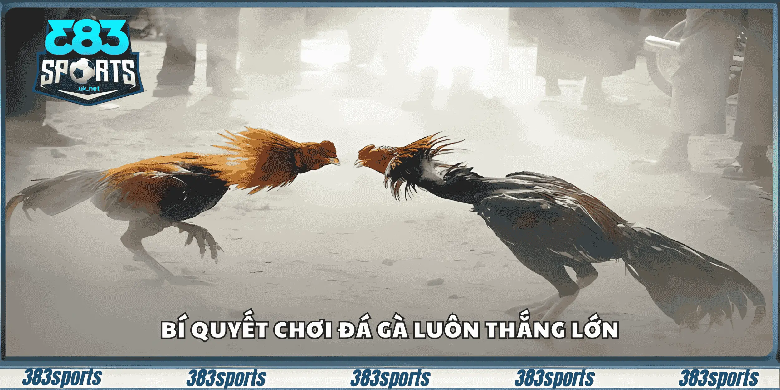 Bí quyết chơi đá gà luôn thắng lớn