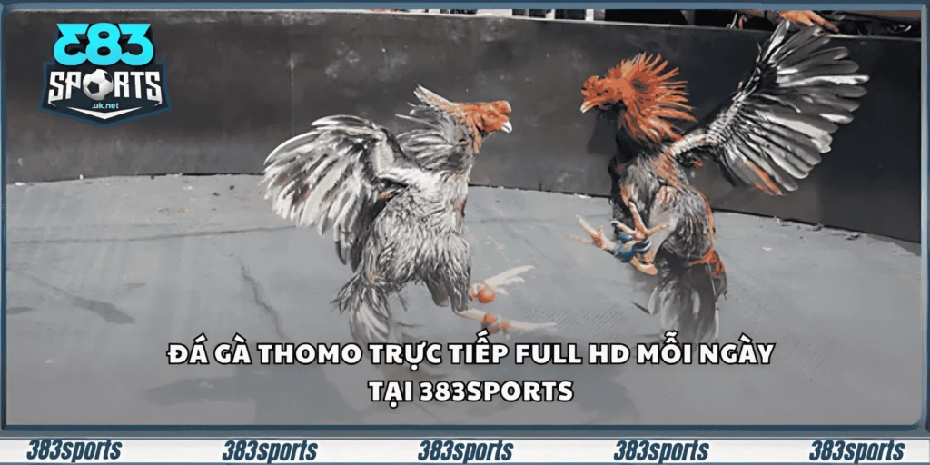 đá gà thomo trực tiếp