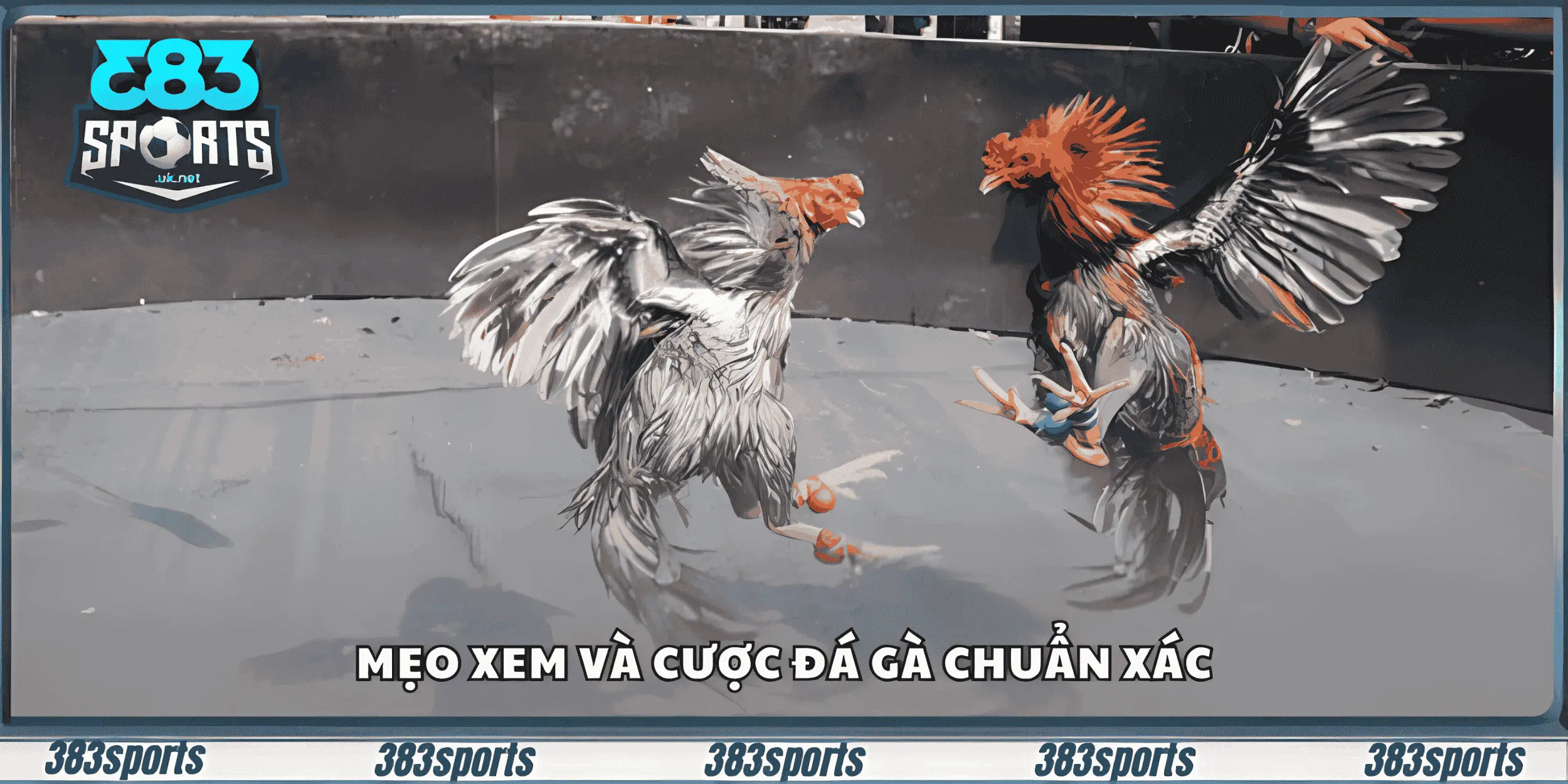 Mẹo xem và cược đá gà chuẩn xác