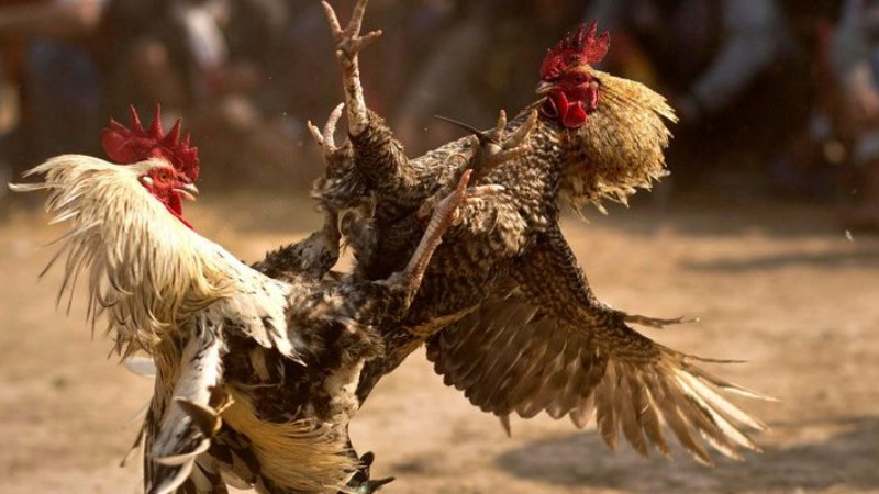 App xem đá gà miễn phí nhà cái Kwin 