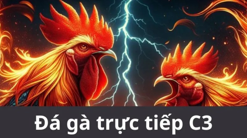 Xem đá gà trực tiếp sống động, chân thực tại Nhà cái Kwin