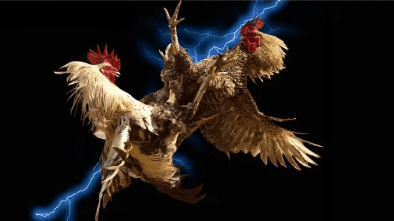 Cách tham gia cược Đá Gà Online rất đơn giản