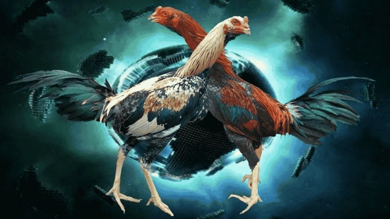 Đá gà cựa dao và đá gà cựa tròn là 2 hình thức Đá Gà Online phổ biến